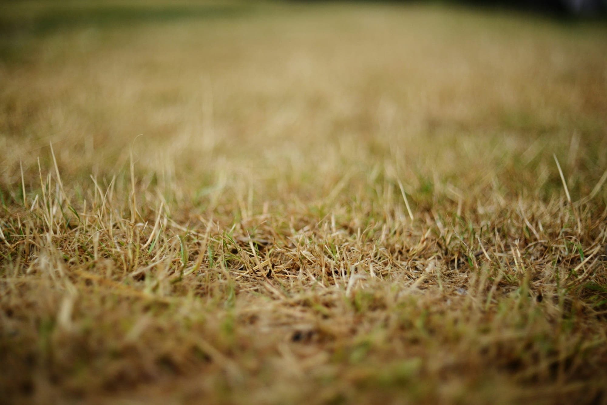 Close, low-angle view of a lawn with browned grass blades and a few green shoots at the base.
