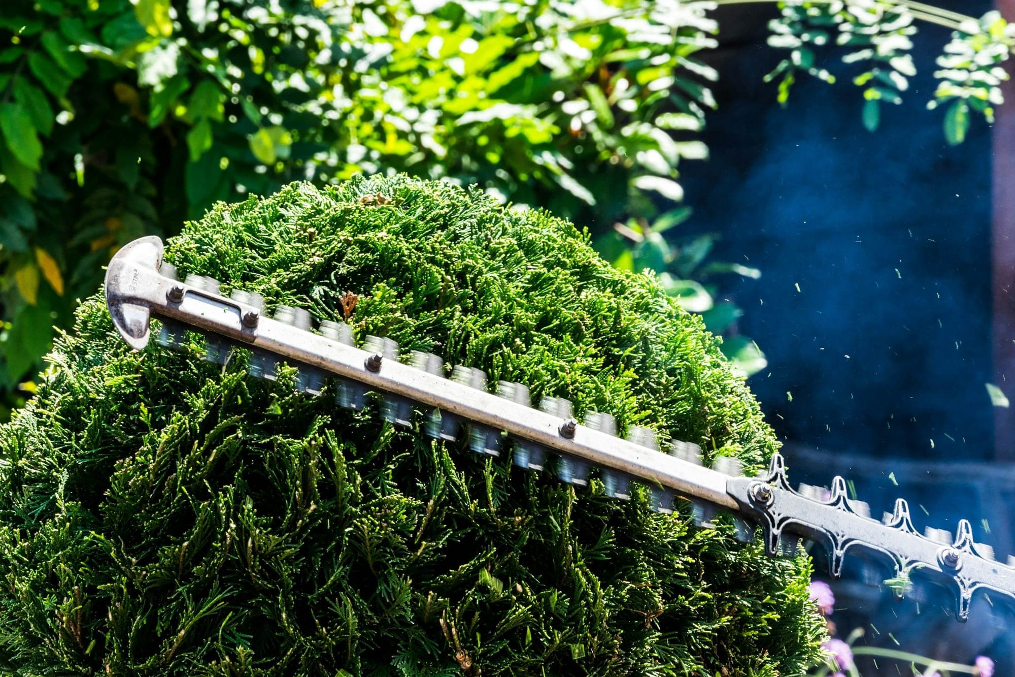 A hedge trimmer blade clipping a rounded conifer hedge in bright sunlight, with cuttings flying