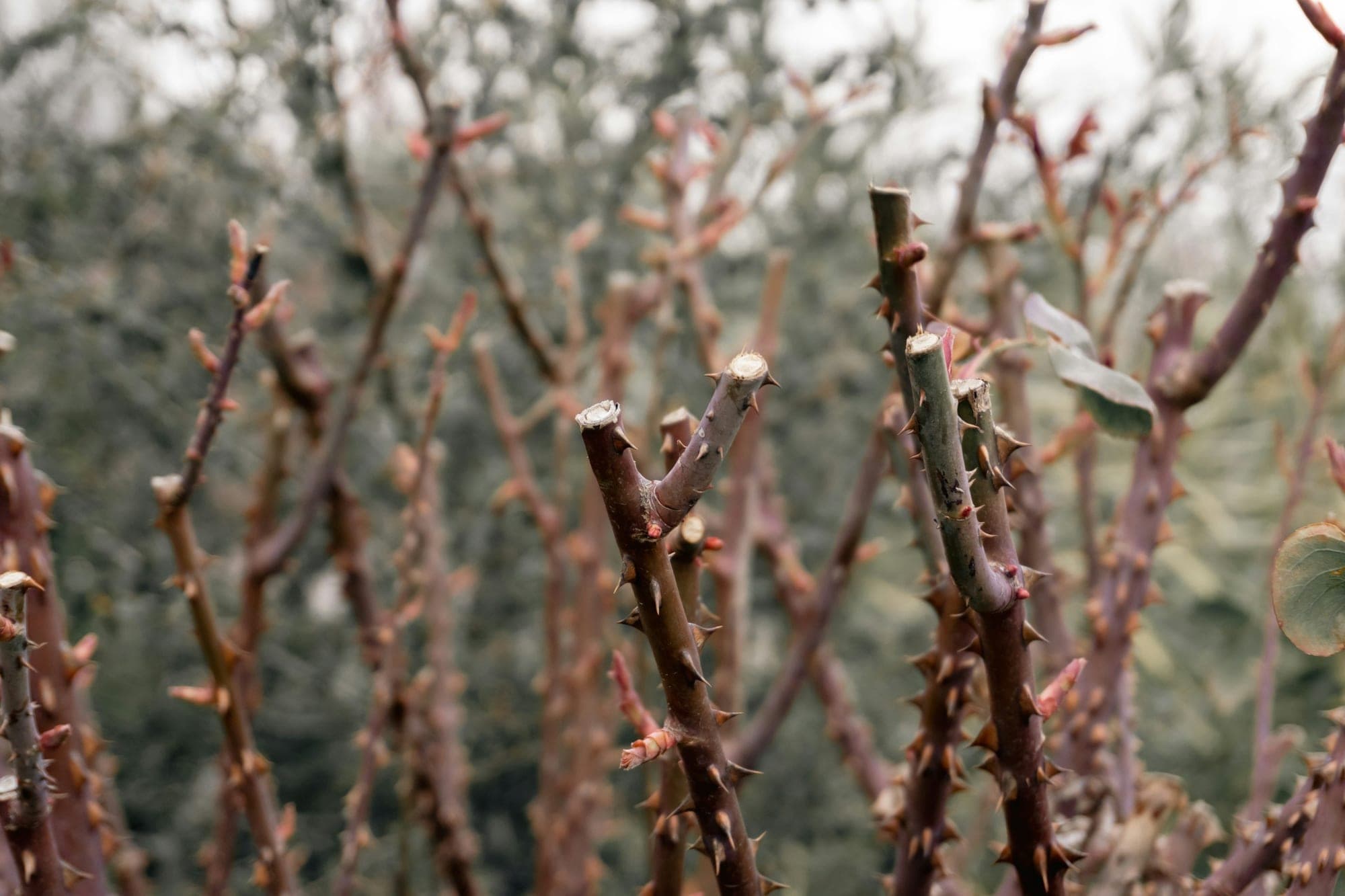 Pruned rose stems with fresh cut ends and small red buds swelling along the thorny canes