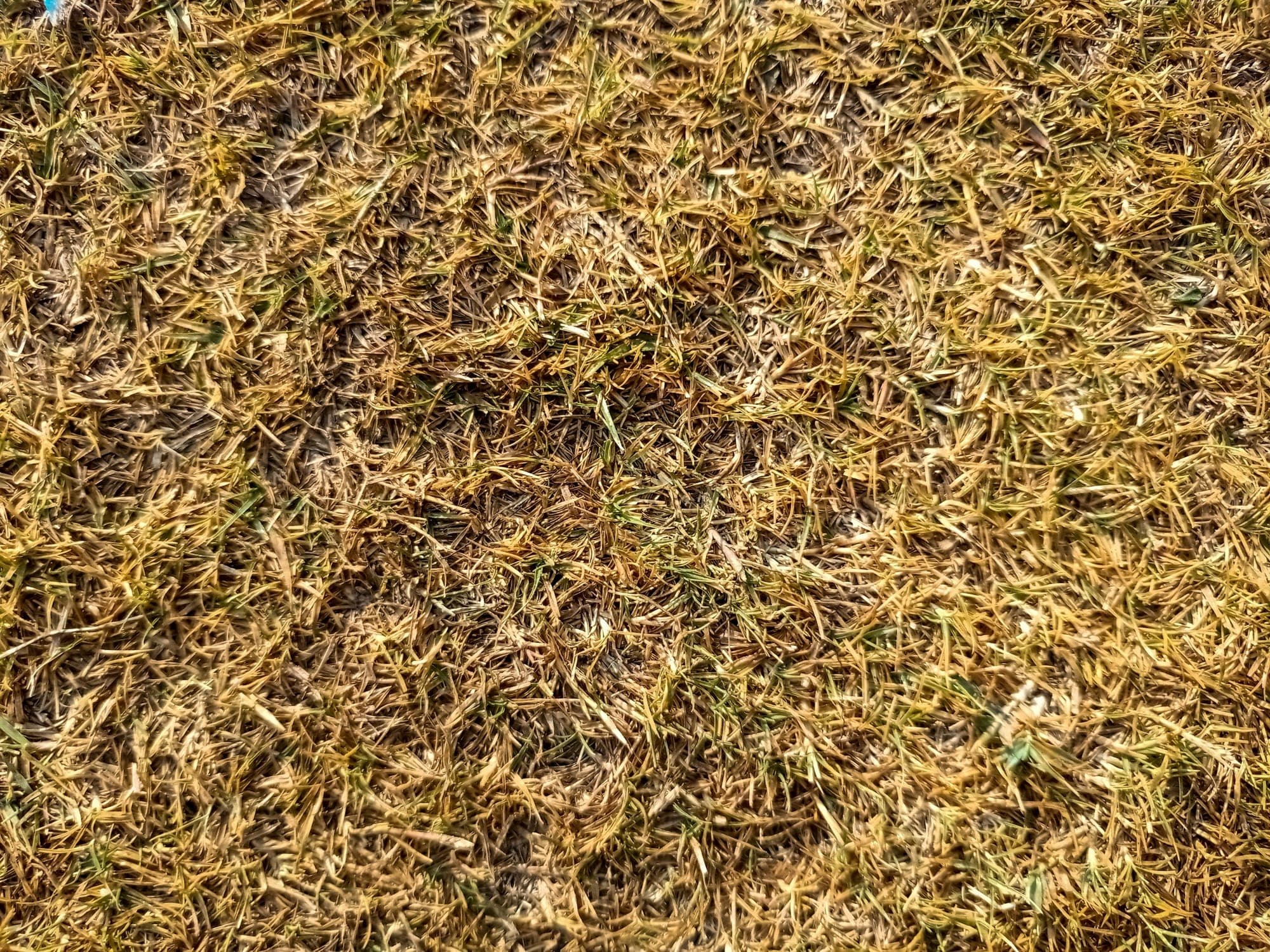 Top-down close-up of a lawn with a matted layer of dead, yellowed grass thatch among green blades.