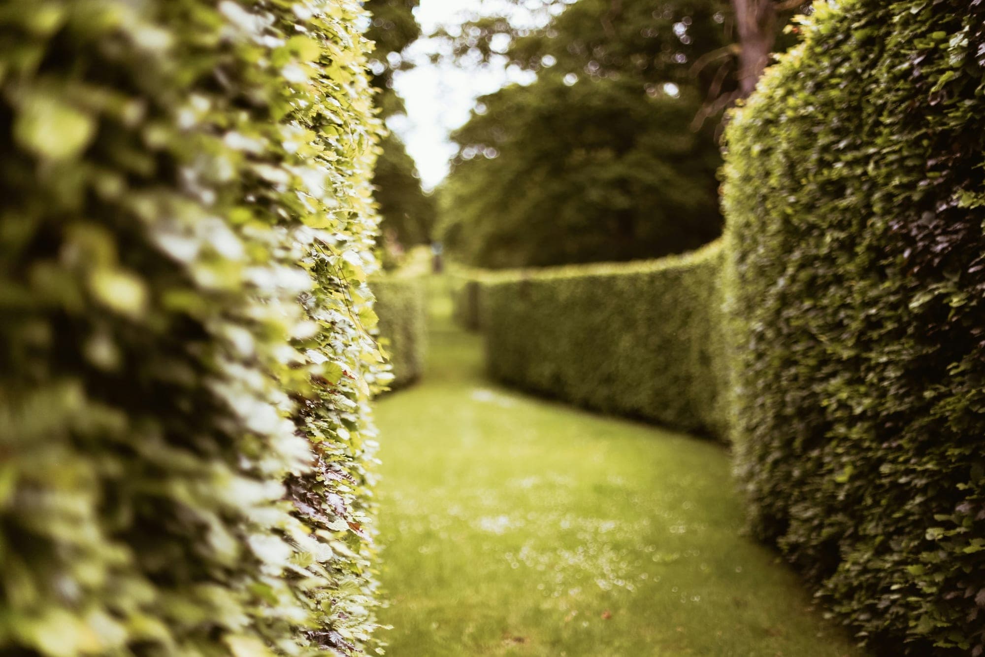 A clipped beech hedge curving along a mown grass path in warm late-summer light.