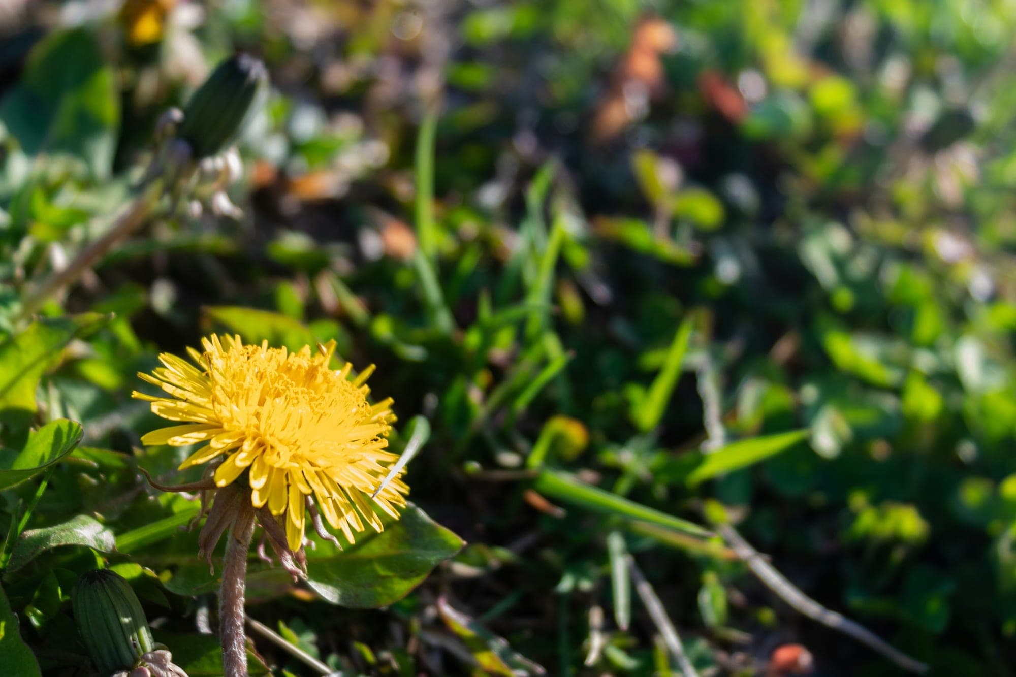 A single yellow dandelion in flower among clover leaves and blades of grass in a lawn.