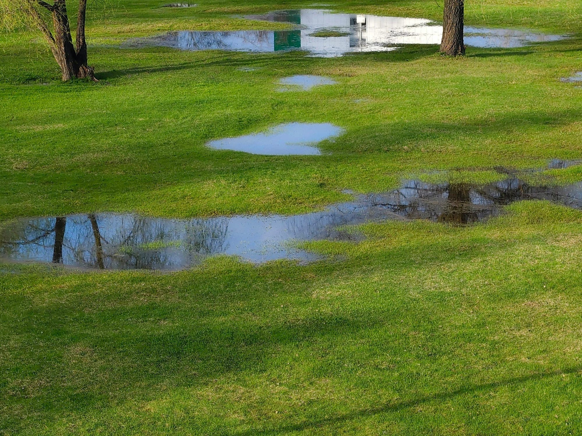 Several large puddles of standing water across a green lawn with bare trees reflected in them.