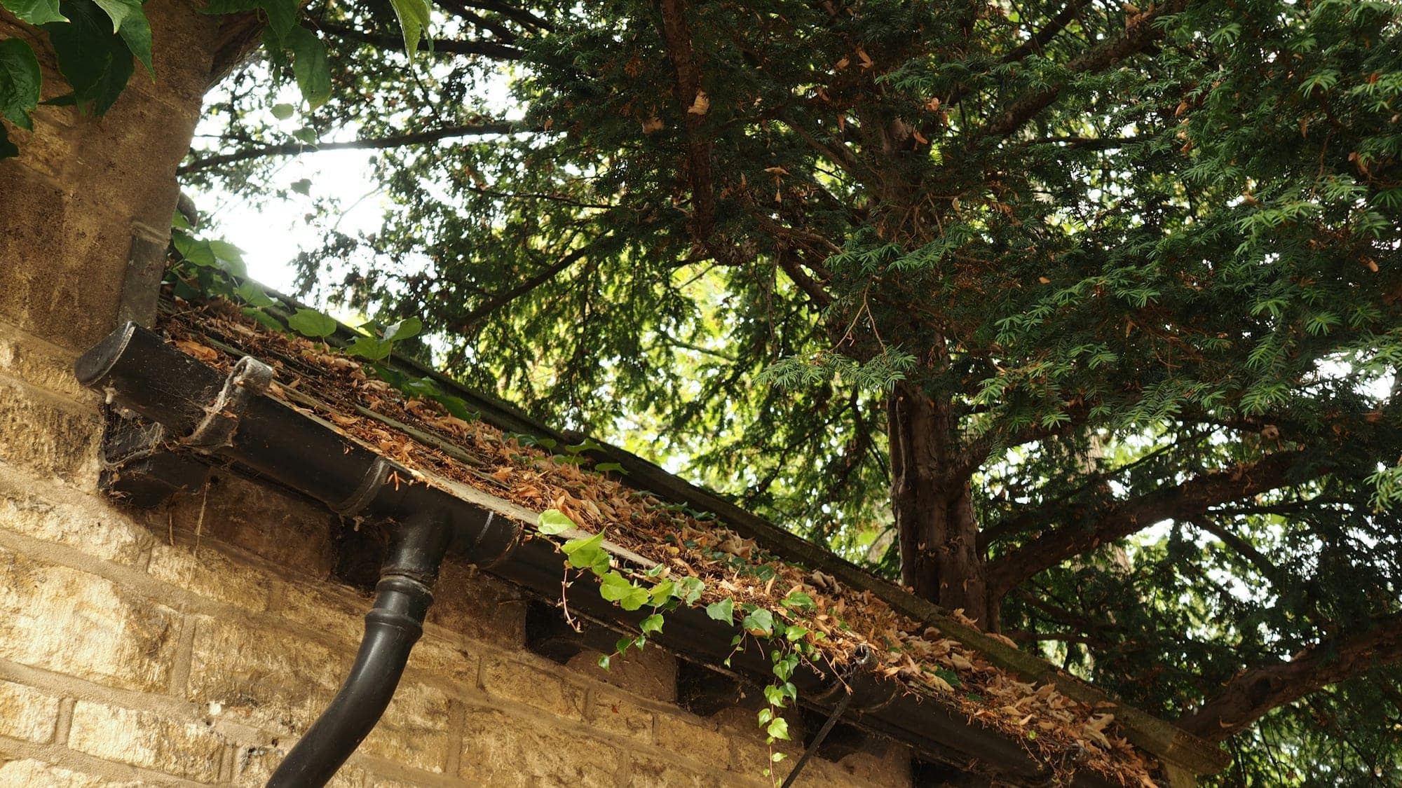 A black gutter and downpipe on a stone wall, with dead leaves and moss collected in the gutter beneath an overhanging tree