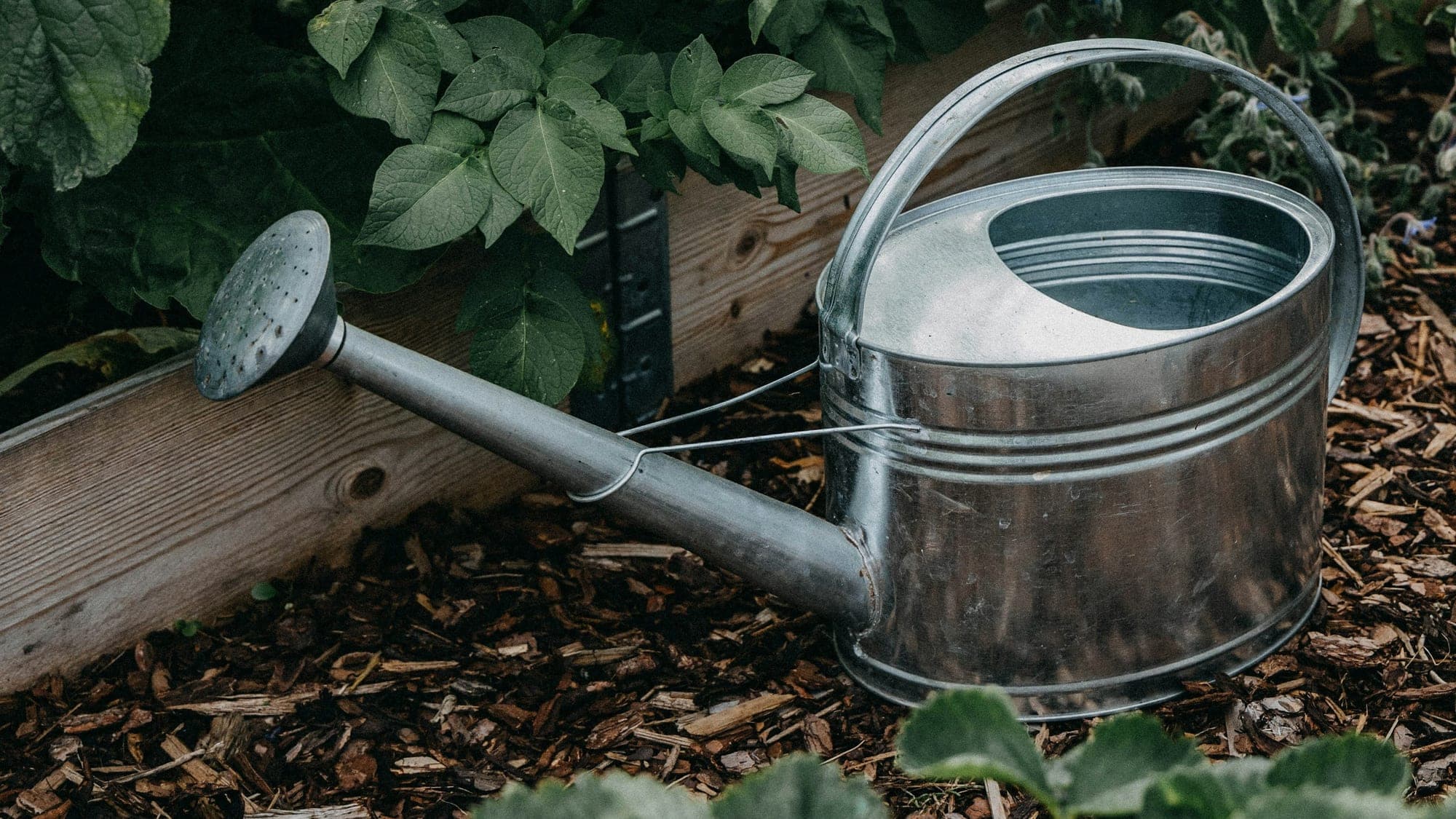 A galvanised metal watering can standing on bark mulch beside a raised bed of leafy plants.