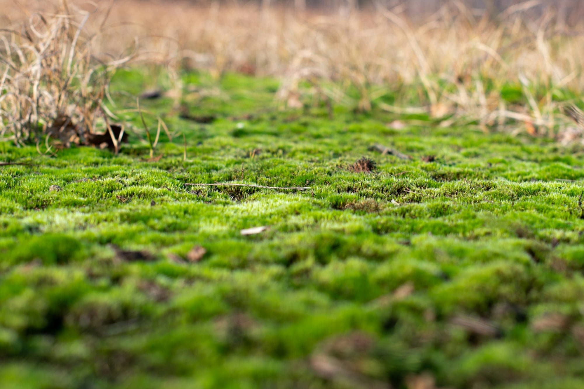 A thick carpet of bright green moss spreading across ground among dry grass stems.