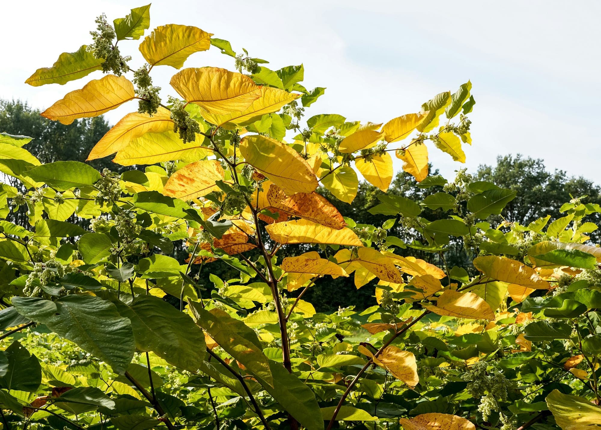 A dense stand of Japanese knotweed with red-brown stems, large broad leaves turning yellow and cream-green flower clusters against the sky.