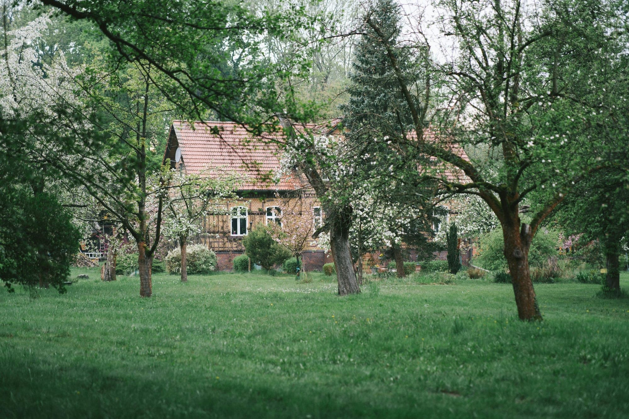A fresh green spring lawn under blossoming trees, with a tiled-roof house in the background.