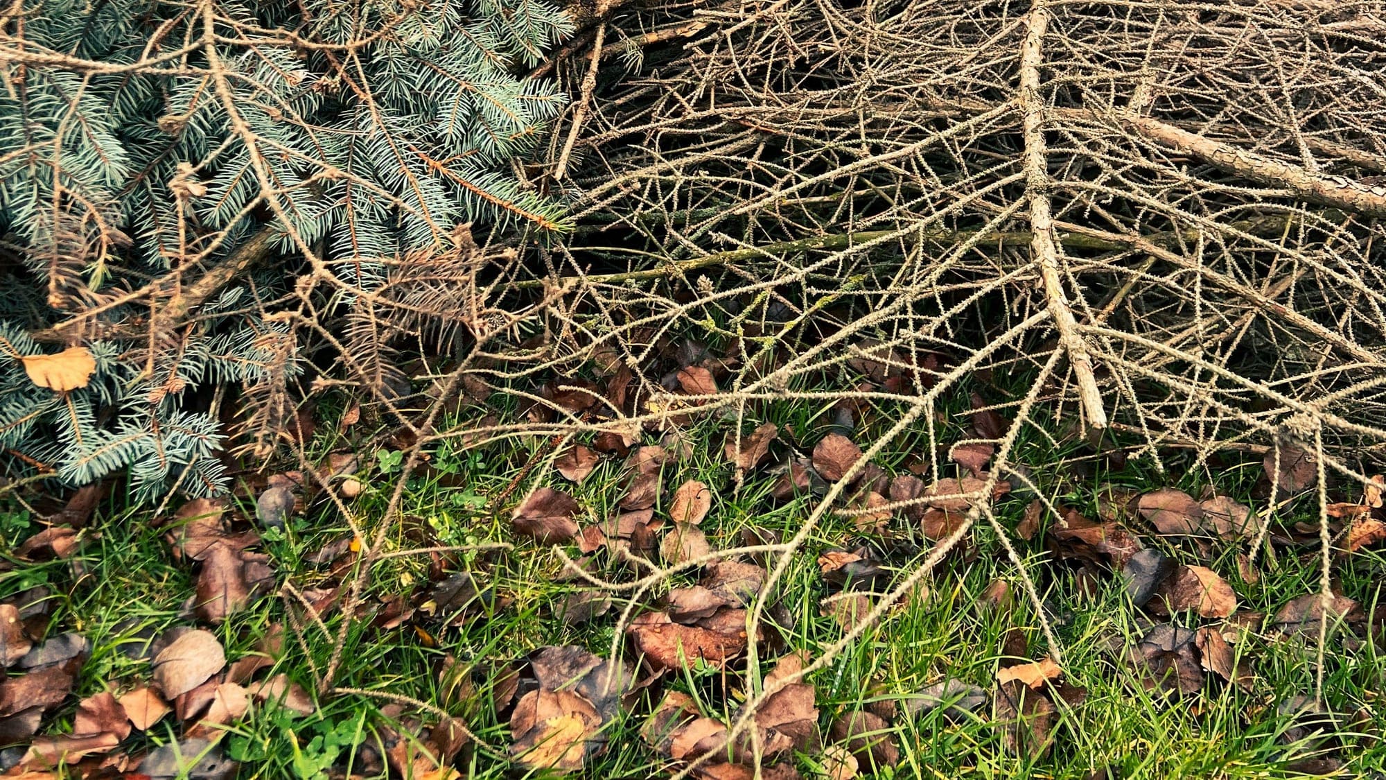 A heap of cut branches, conifer clippings and fallen leaves piled on grass beside a tree.