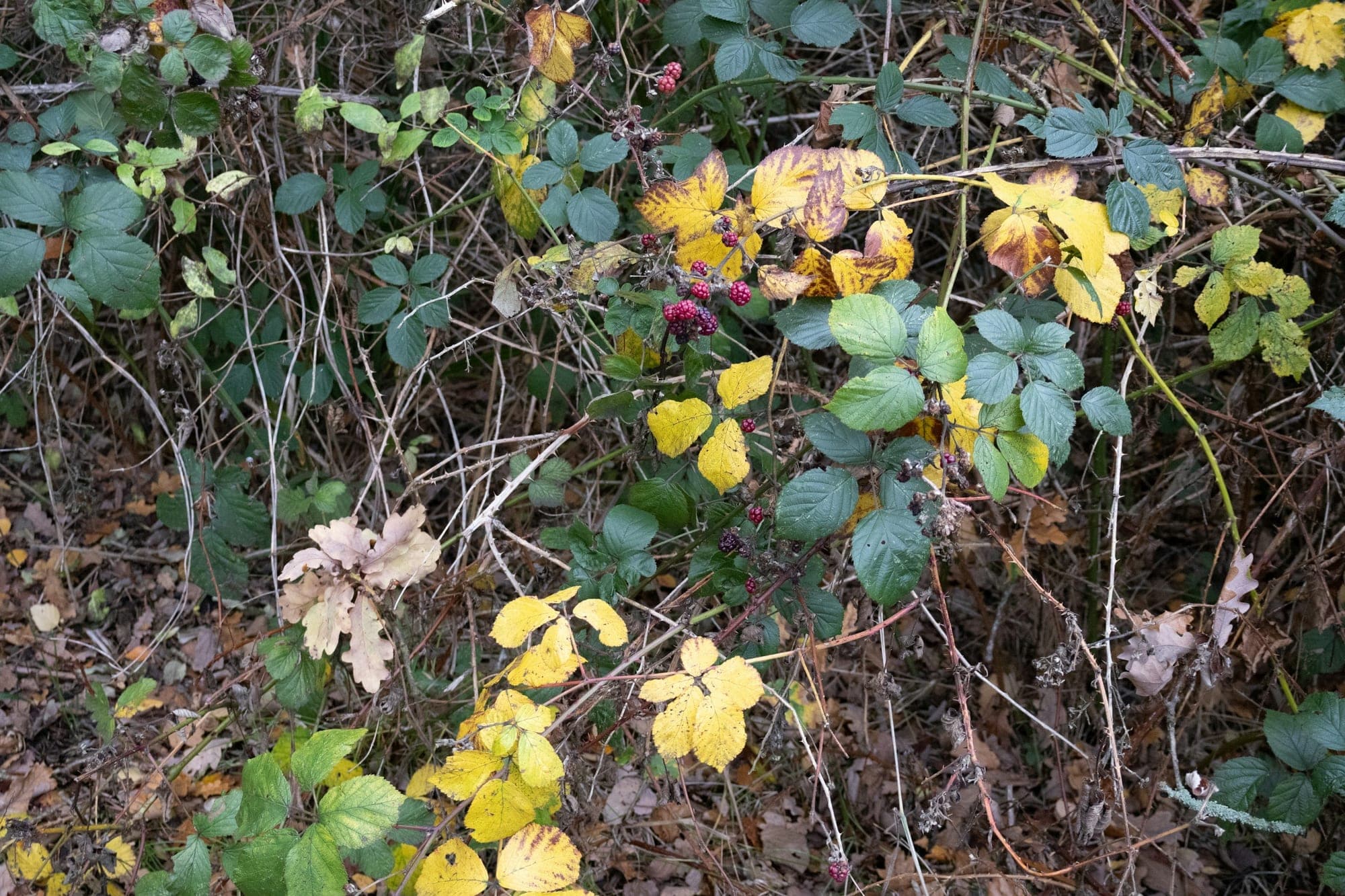 A thick tangle of bramble stems with green and yellowing leaves and a few unripe blackberries.