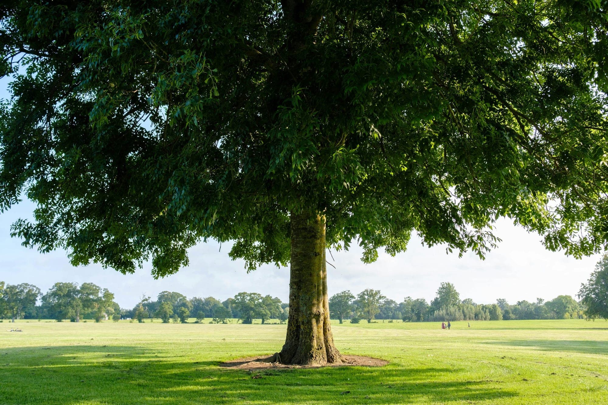 A mature broadleaf tree with a full green canopy standing alone on a mown lawn in summer sunlight