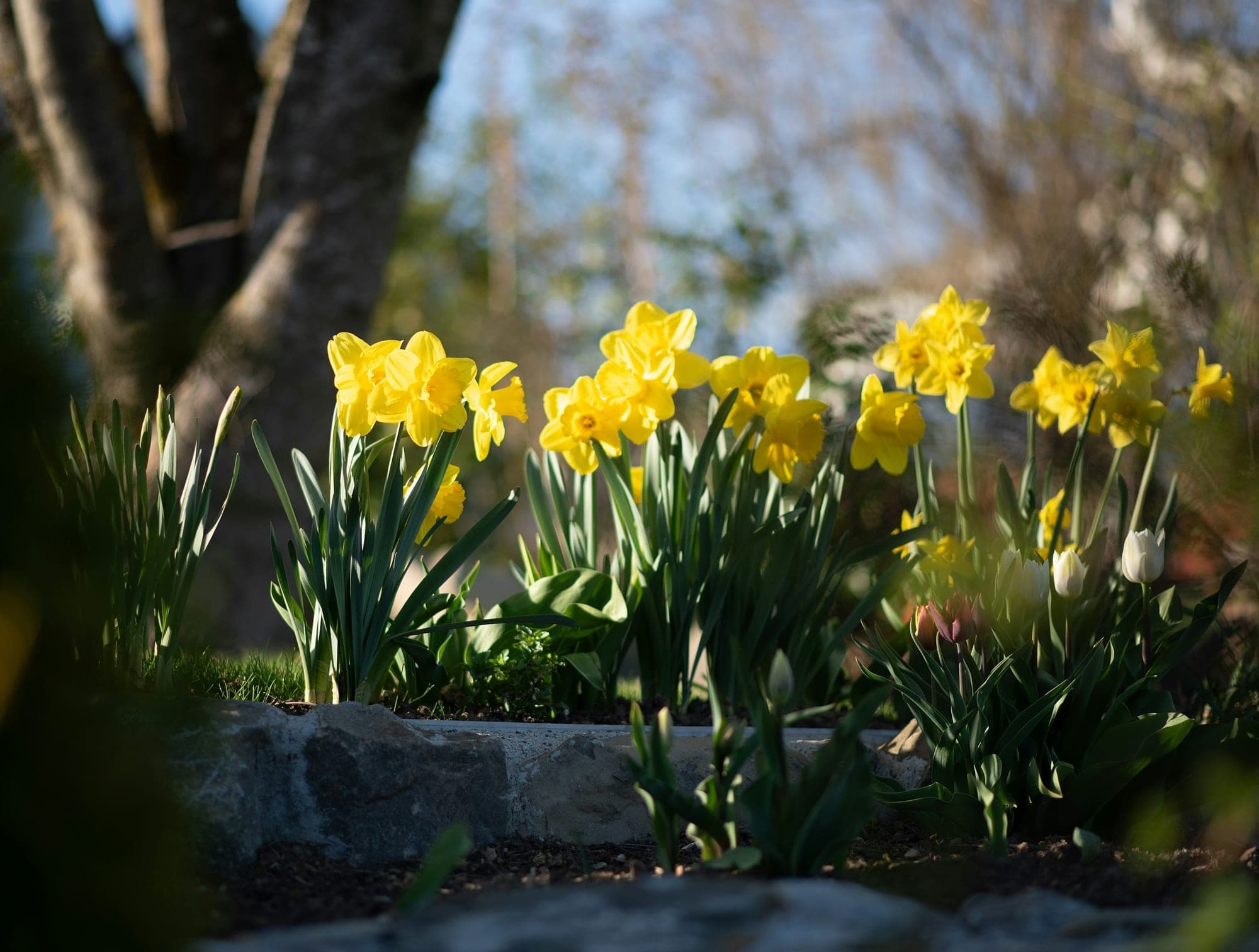 Yellow daffodils flowering in a mulched spring border edged with flat stones, with a tree trunk behind in low sunlight.