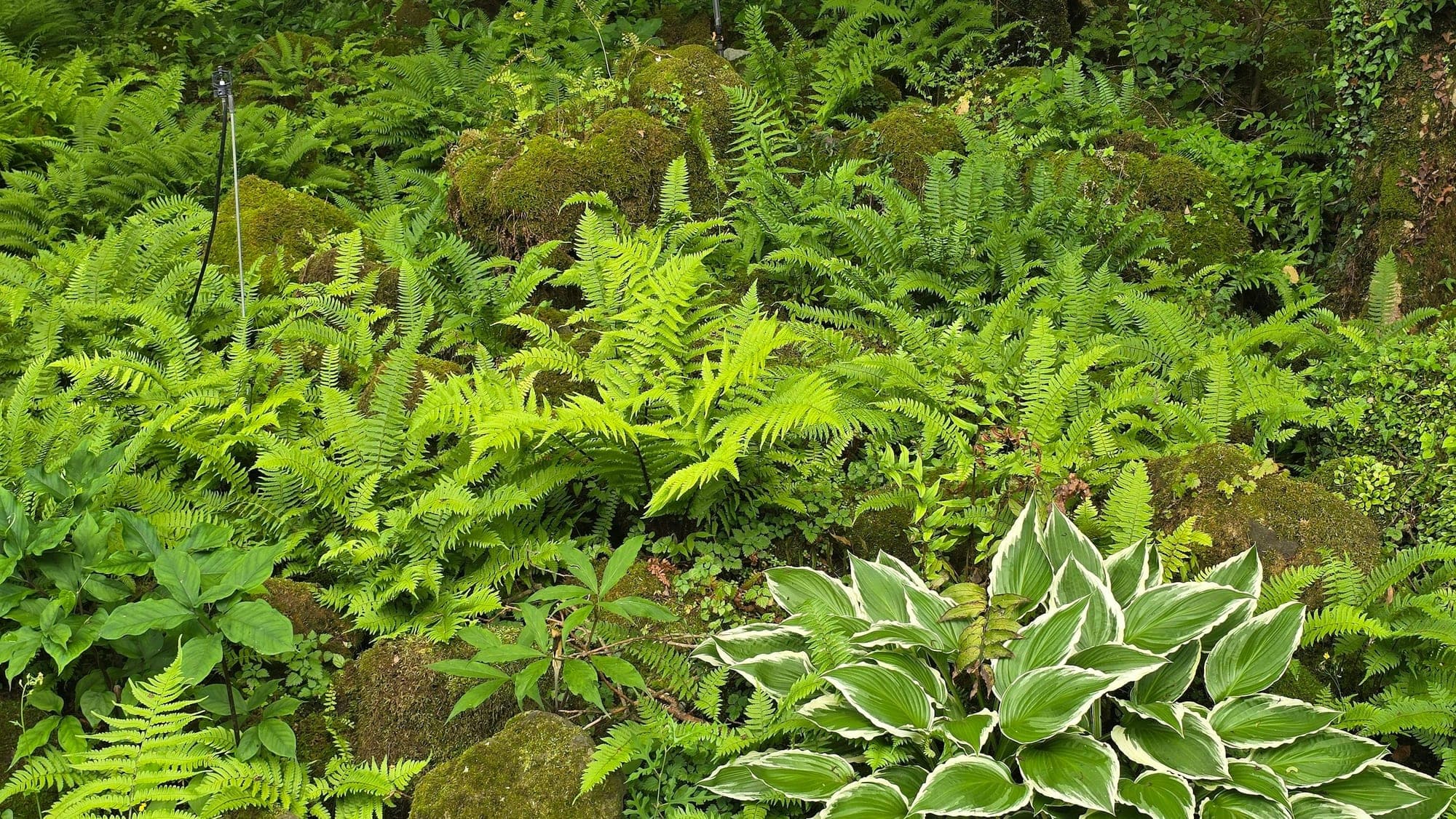 Ferns and a variegated hosta growing among mossy rocks in a shaded garden.