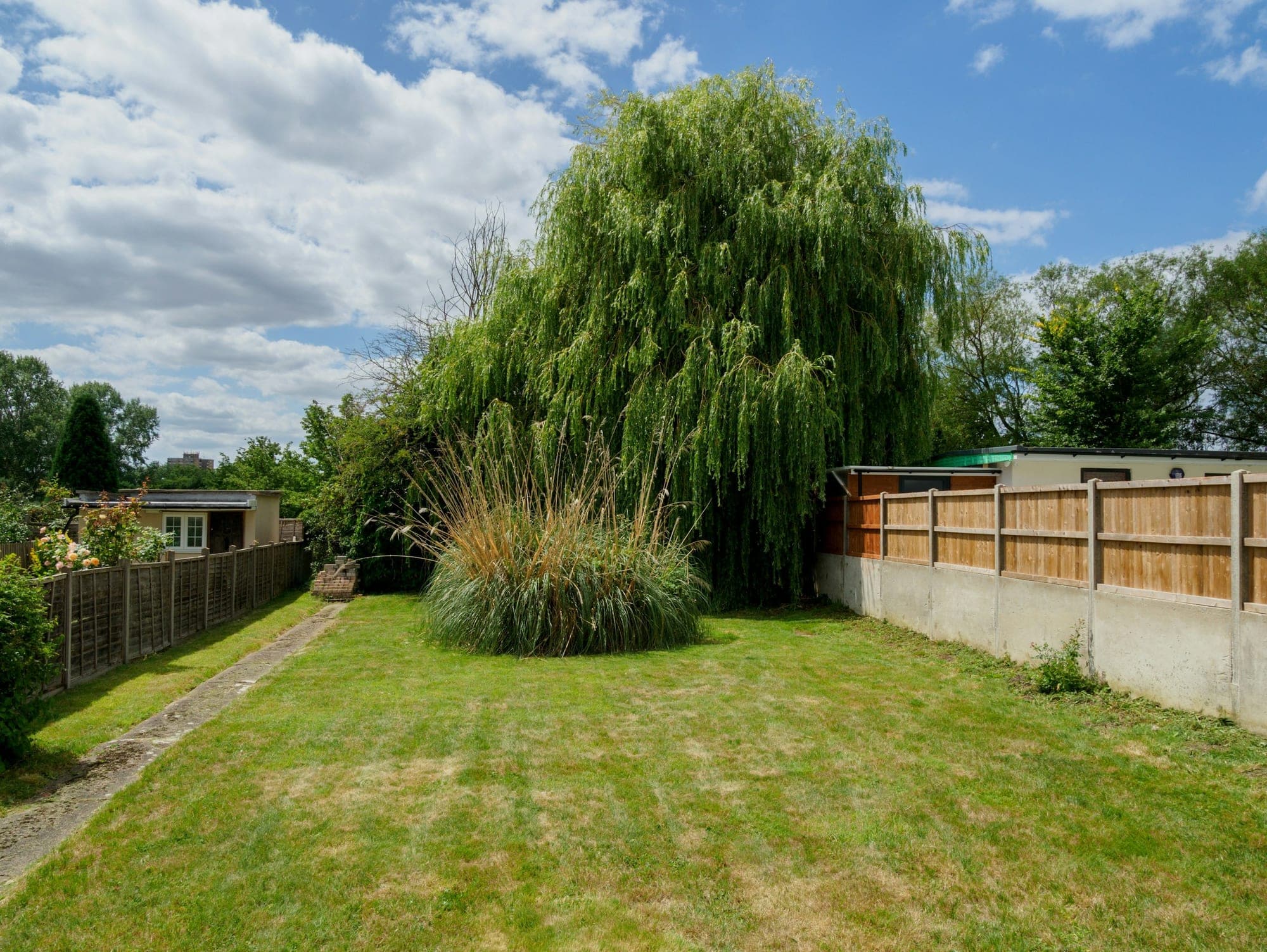 A large weeping willow with drooping branches beside a close-boarded fence at the end of a suburban lawn