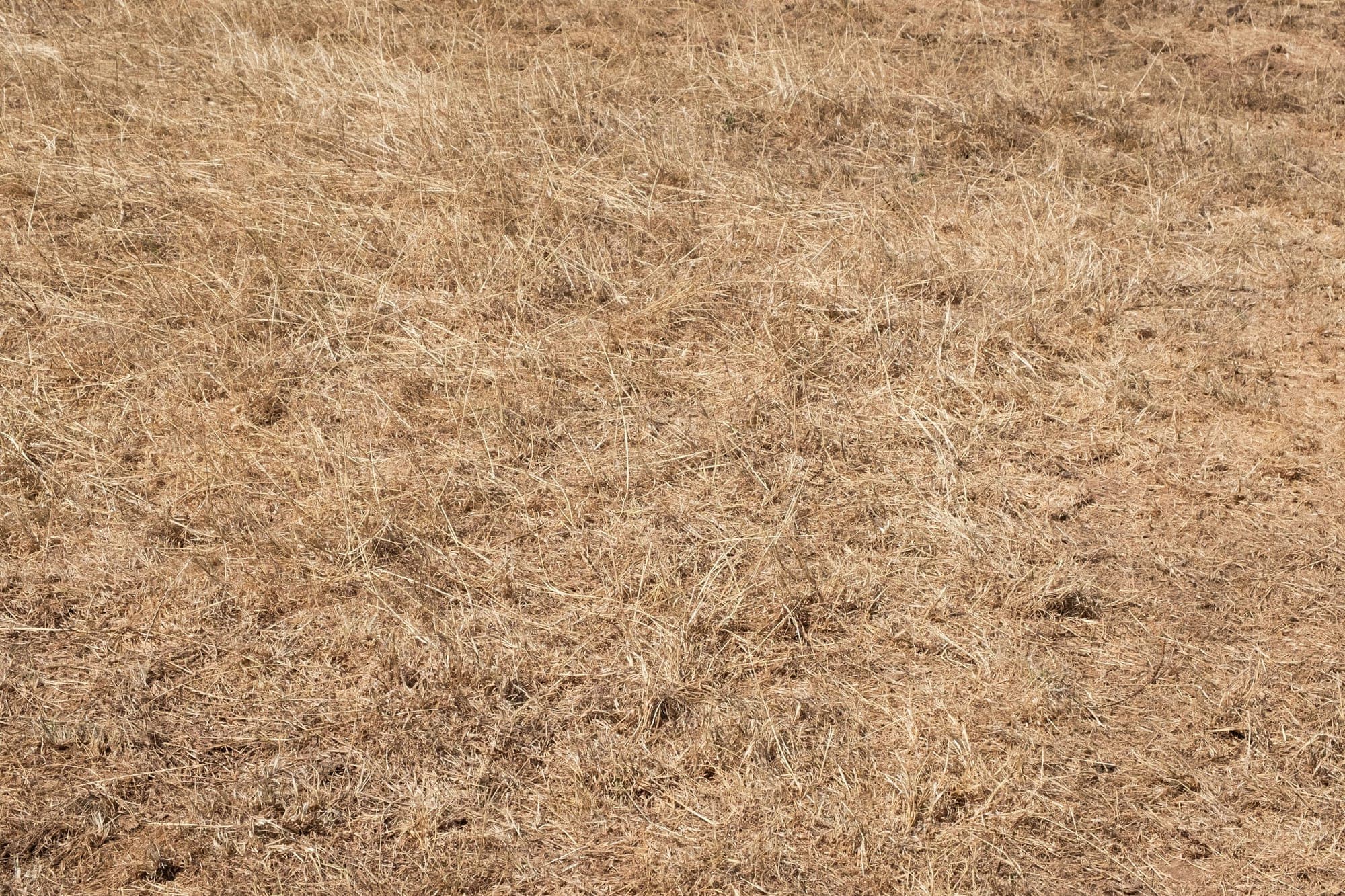 Close view of a lawn dried to straw-coloured, golden-brown grass in strong summer light.