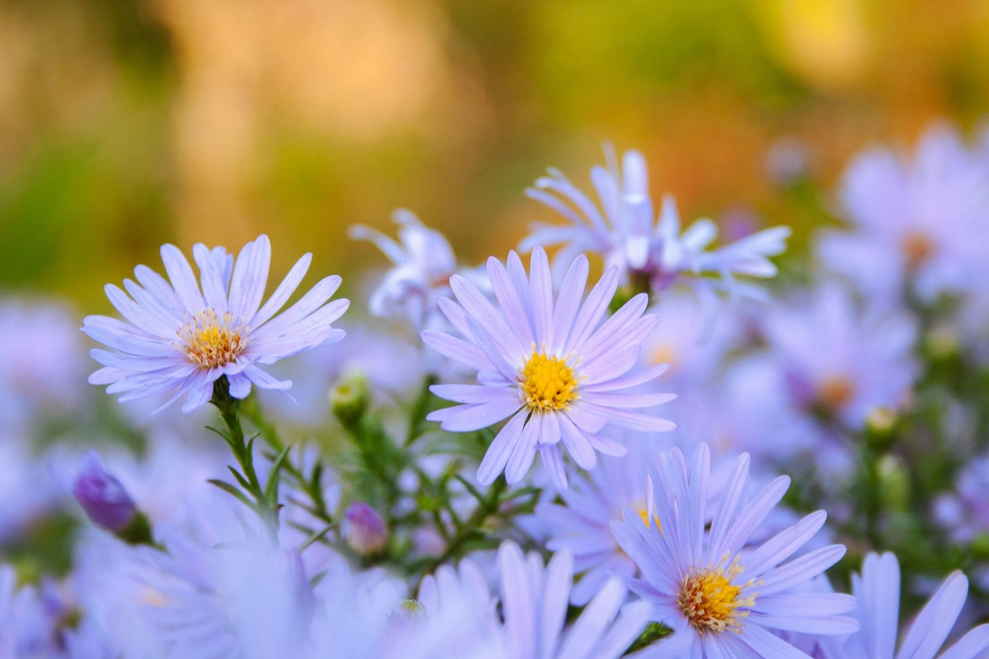 Pale purple Michaelmas daisies in flower with a soft golden autumn glow behind them.
