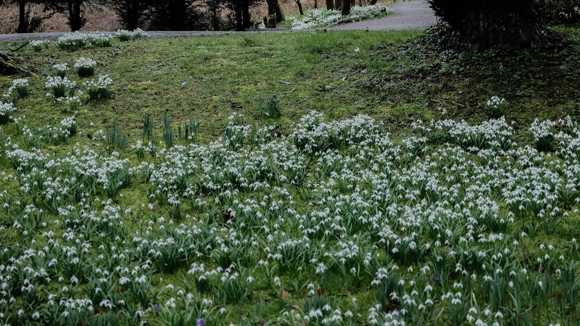 Drifts of snowdrops on a grassy bank in front of a clipped dark hedge, with bare trees and orange willow stems behind.