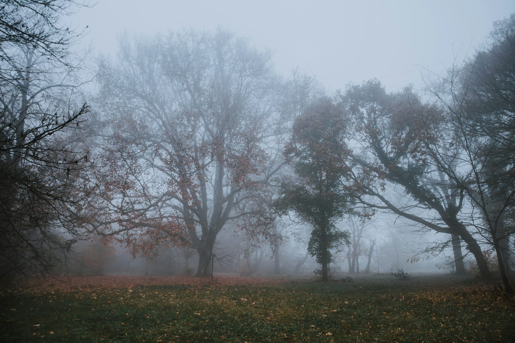 Bare trees with a few rust-coloured leaves standing in mist over a lawn scattered with fallen leaves.