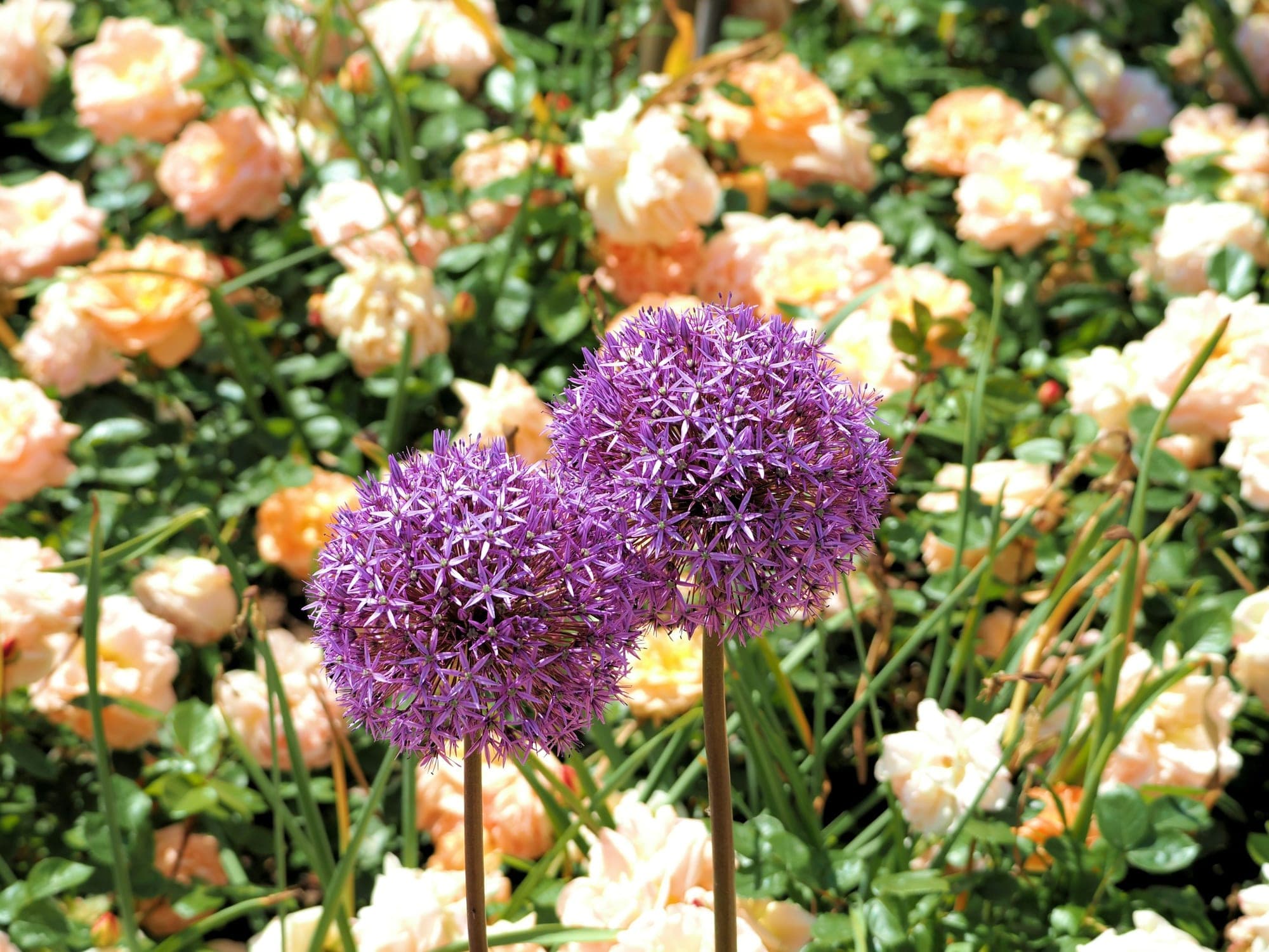 Two purple allium flower heads standing above a bush of peach and cream roses.