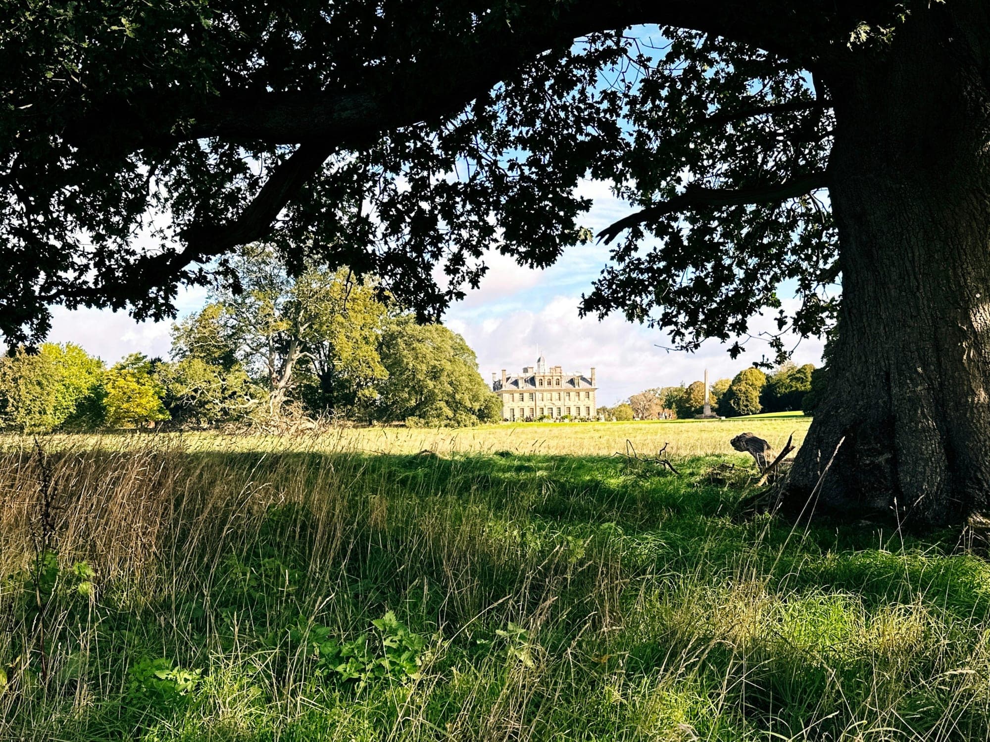 The trunk and spreading branches of a large oak in parkland, with a country house across the grass beyond
