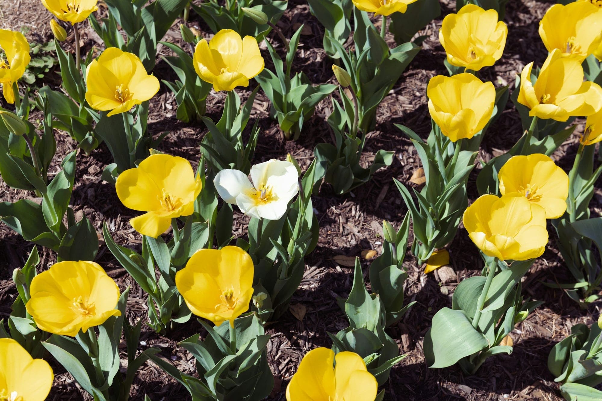Yellow tulips and one white tulip growing in a flower bed covered with dark bark mulch.