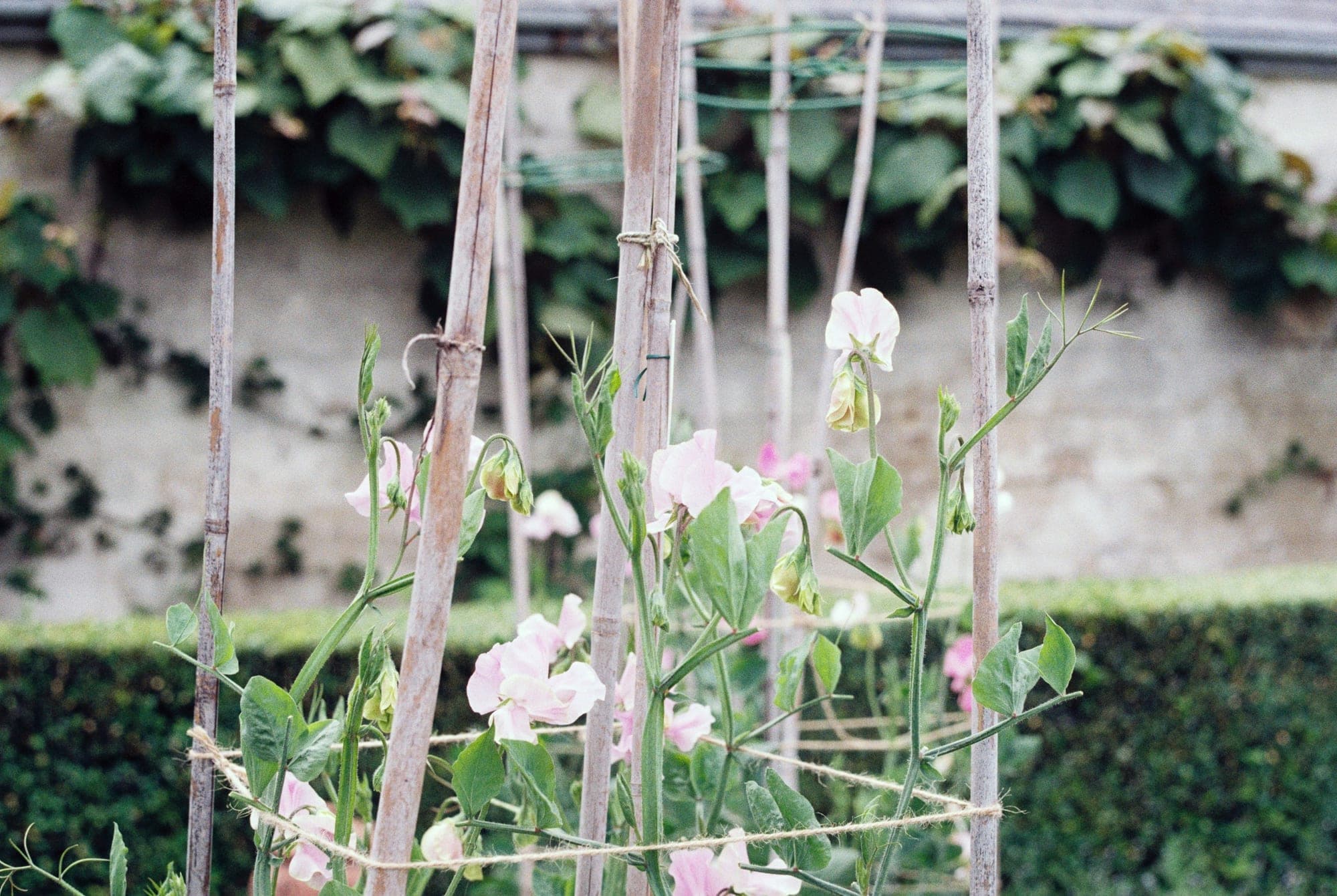 Pale pink and white sweet peas climbing bamboo canes beside a clipped hedge and an old garden wall.