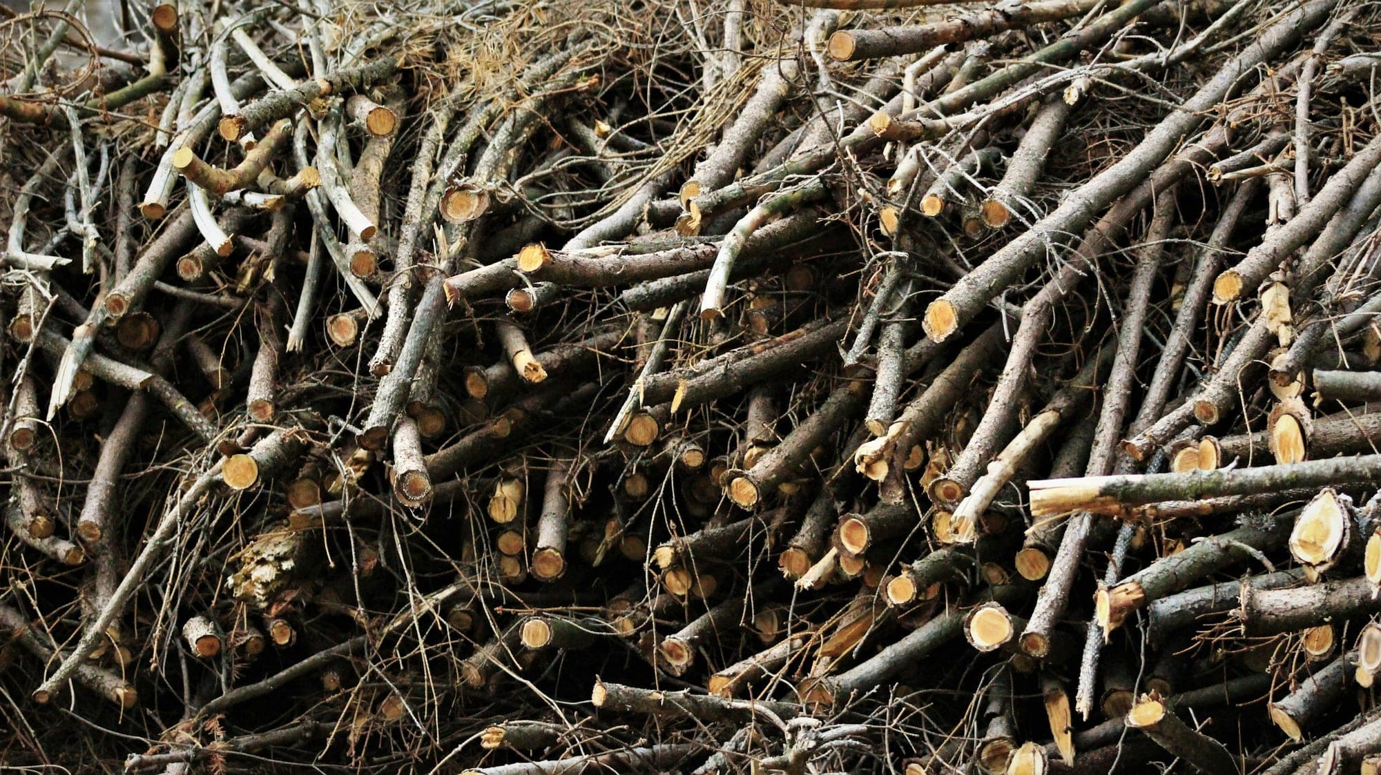 A large heap of freshly cut twigs and small branches stacked together.