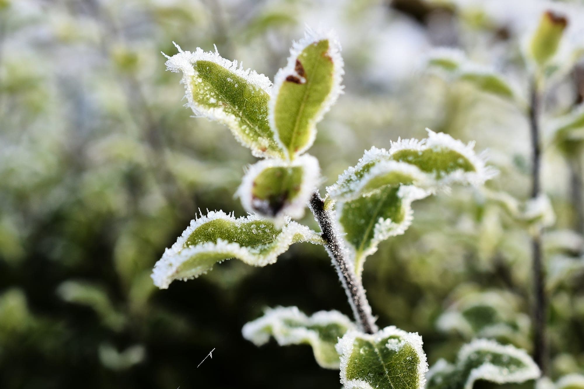 Variegated shrub leaves edged with white frost on a cold morning.