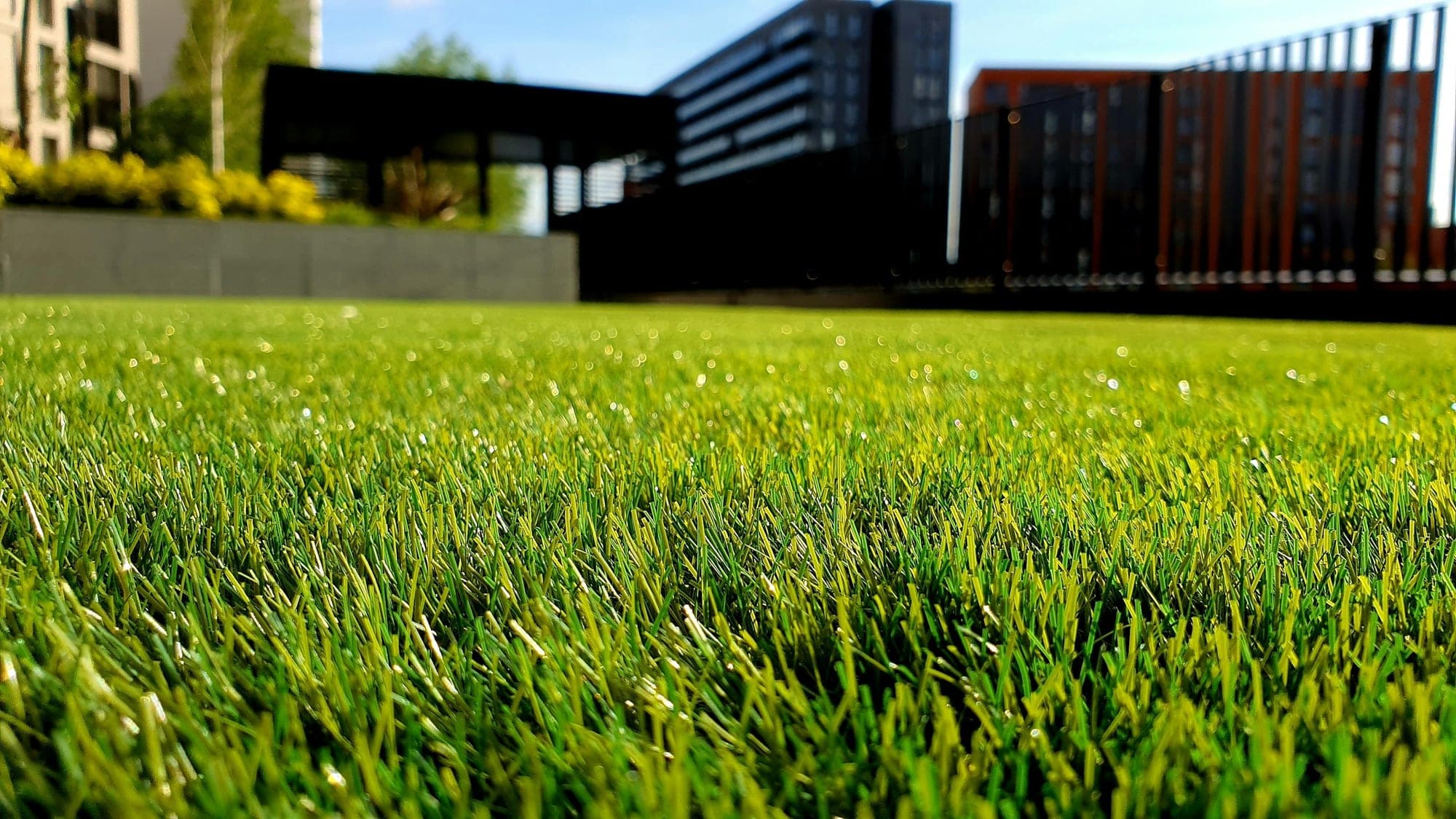A low, close view of evenly cut green lawn grass in soft sunlight.