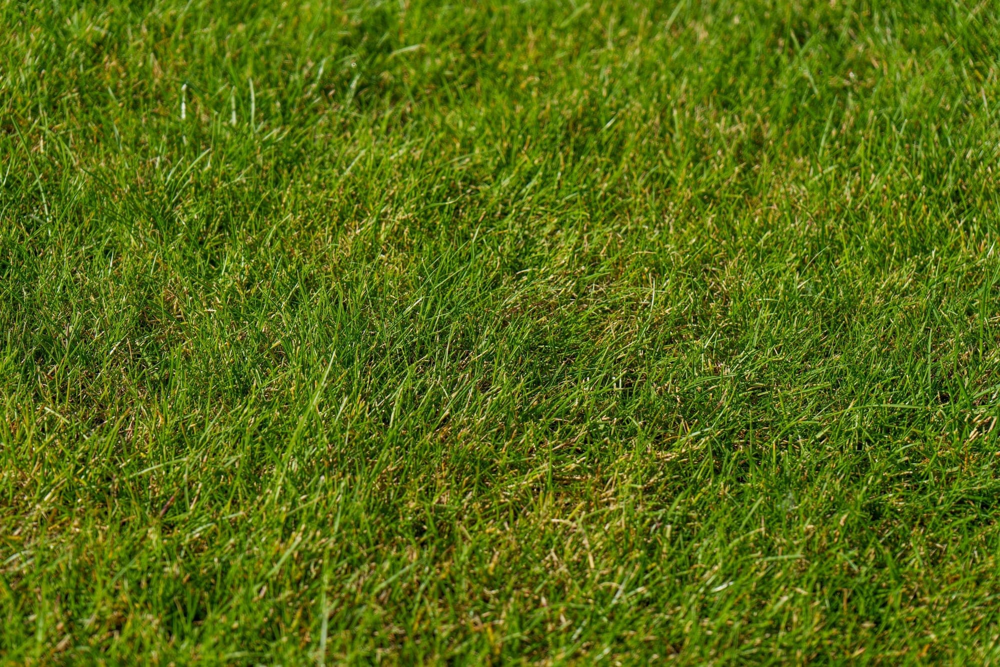 A close view of thick, healthy green lawn grass.