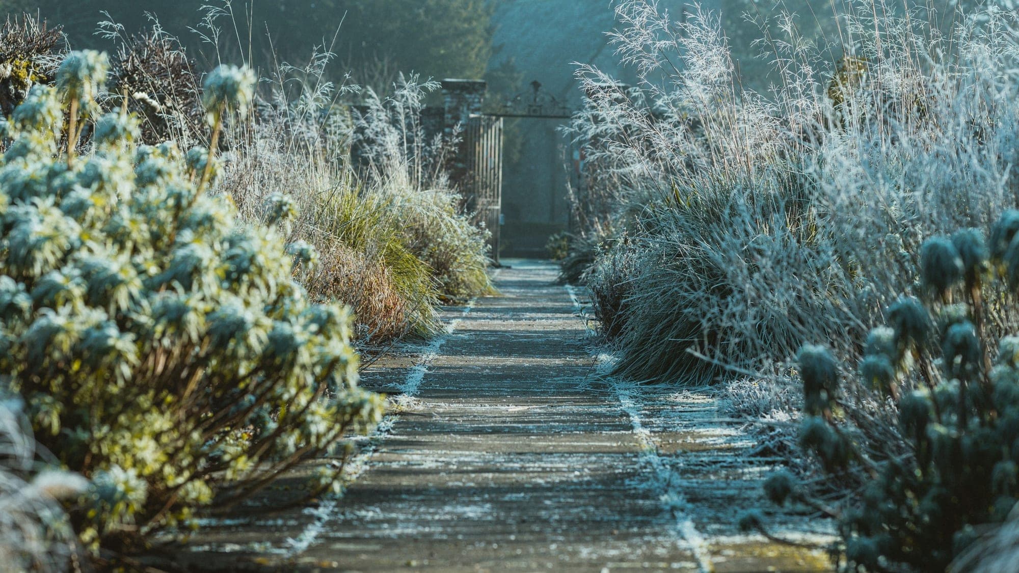 A frosted garden path between evergreen euphorbia and frost-covered grasses on a cold winter morning.