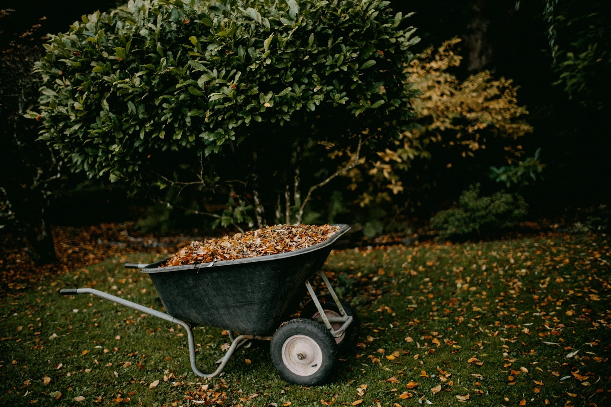 A wheelbarrow full of collected autumn leaves on a lawn beside a clipped shrub.