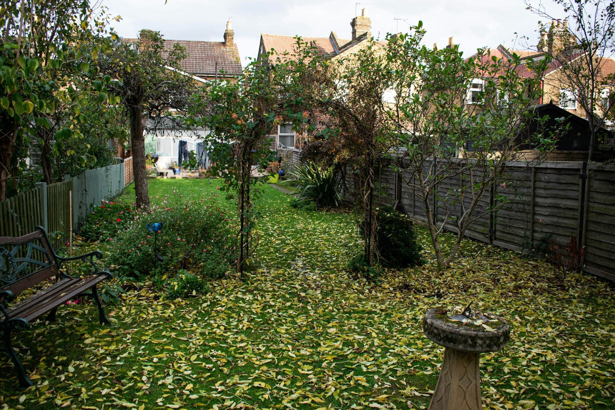 Fallen yellow leaves covering the lawn of a terraced-house back garden, with a bench, bird bath and fence.