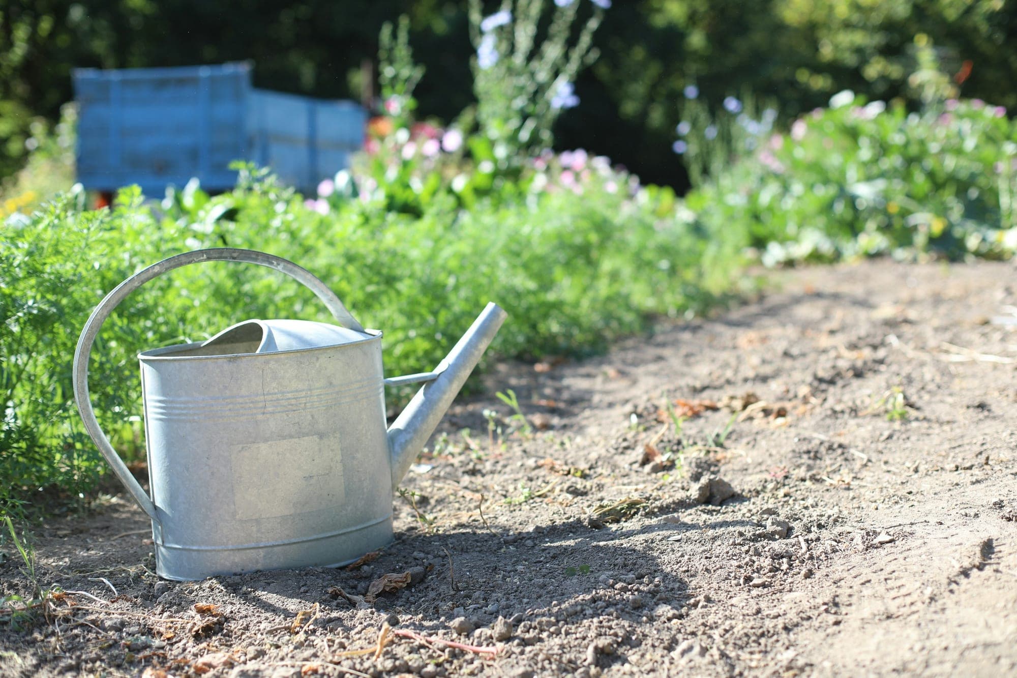 A galvanised metal watering can standing on dry, baked soil beside a green flower and vegetable bed in strong sunlight.