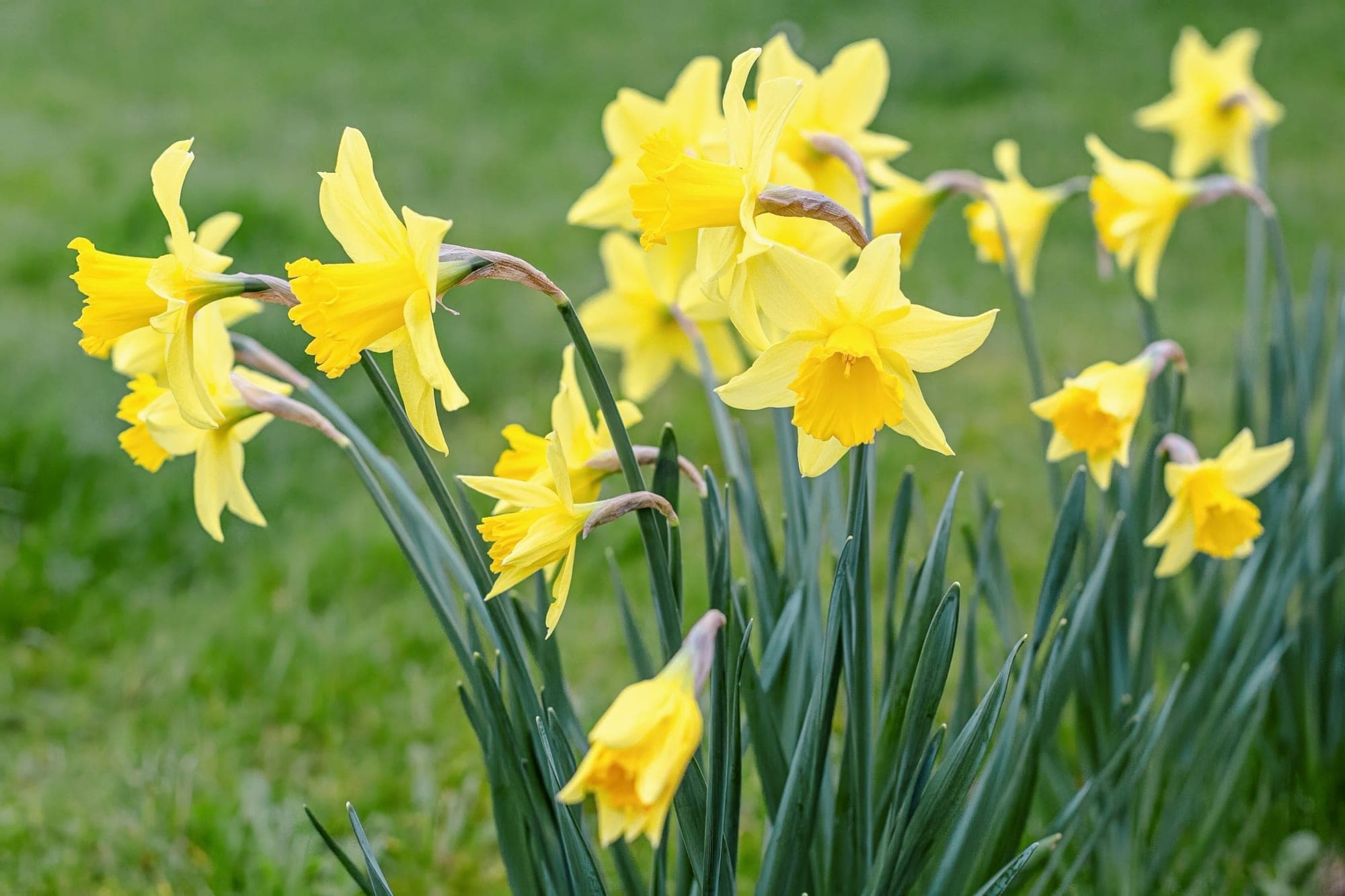 Yellow daffodils in flower in fresh green grass.