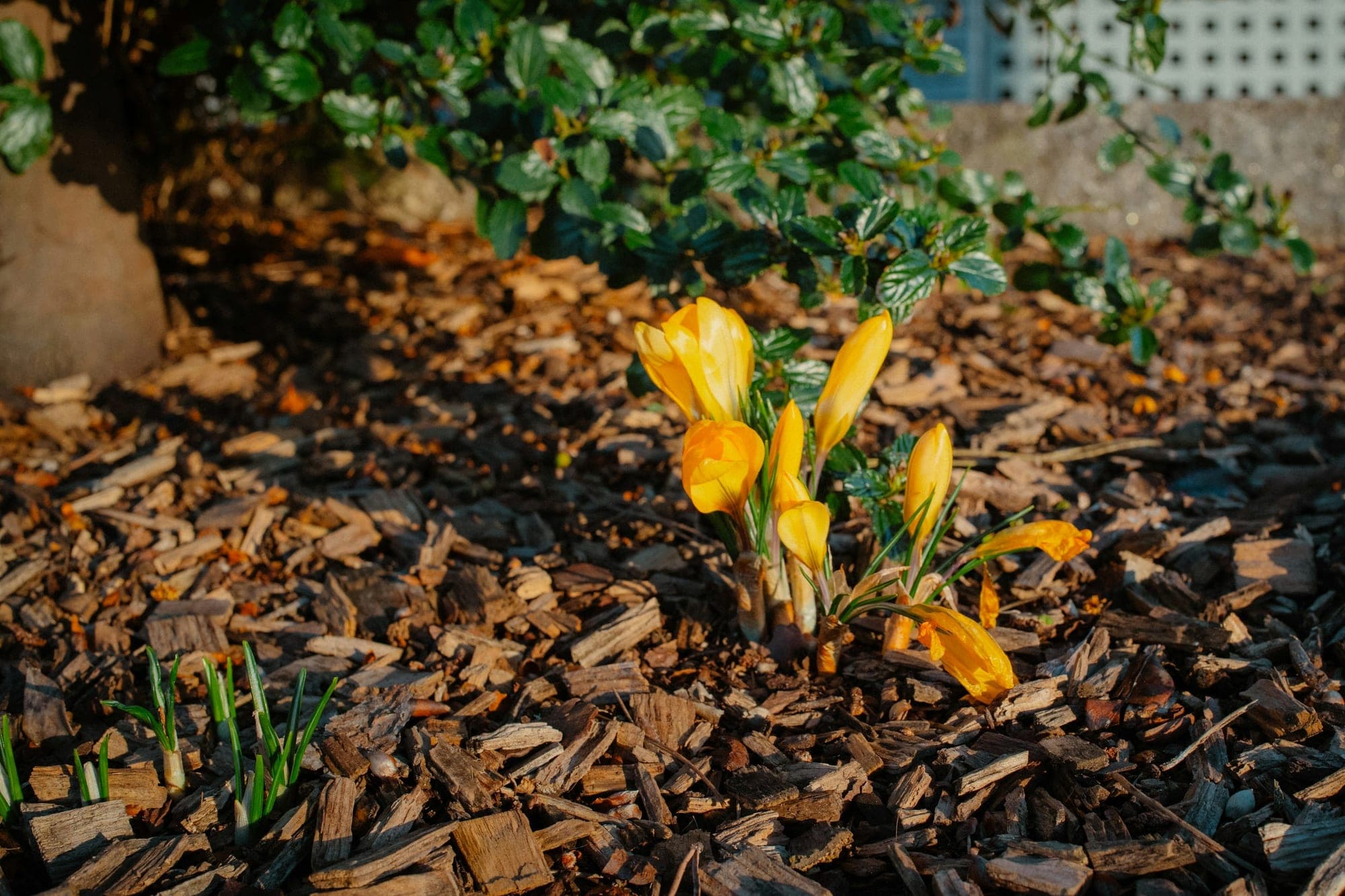Yellow crocuses and young shoots coming up through a layer of wood-chip mulch beneath an evergreen shrub.
