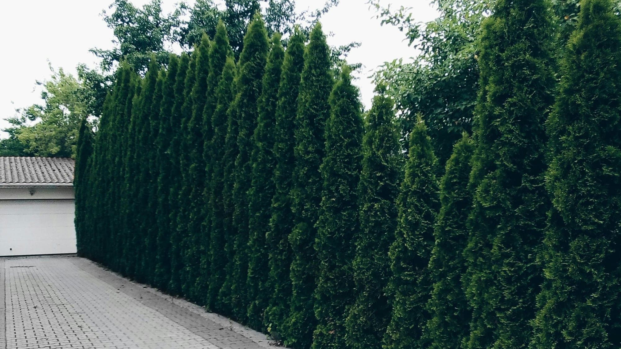 A tall, dense hedge of columnar evergreen conifers running along a paved driveway beside a garage