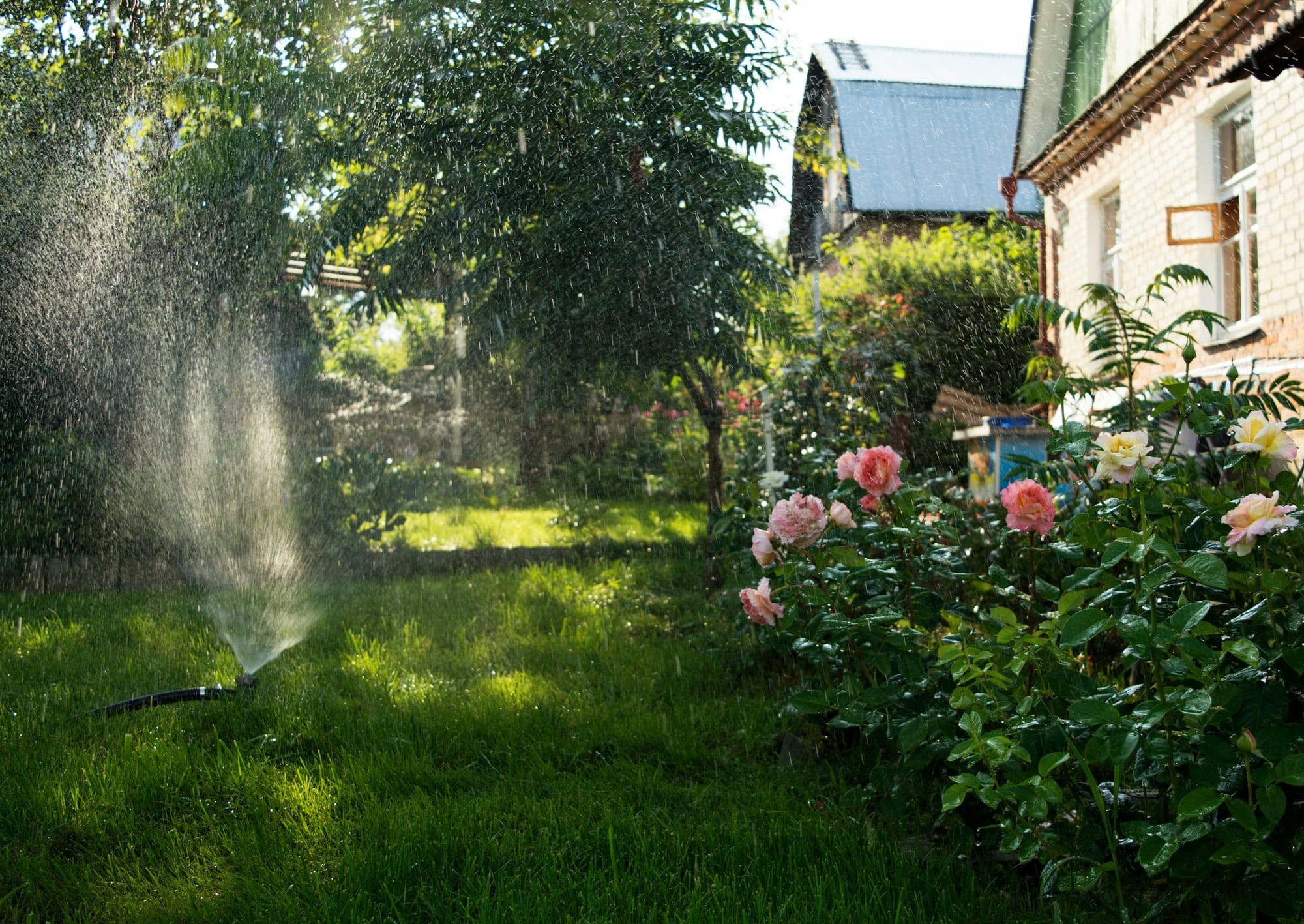 A garden sprinkler watering a grassy lawn beside a rose border in soft, low sunlight.