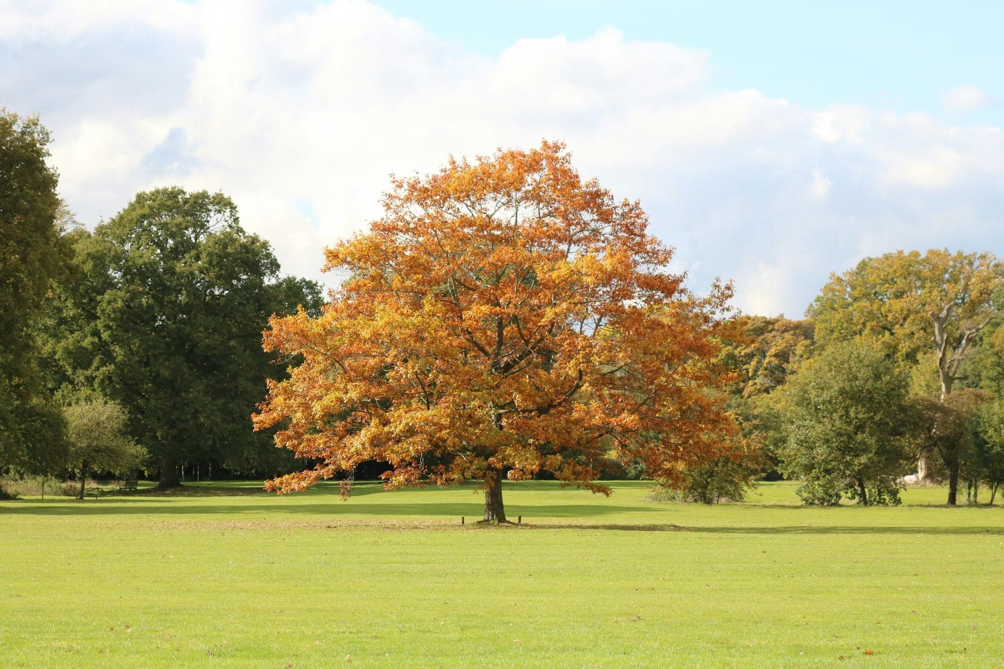 A broad oak turning orange and gold on a mown lawn, with other trees still green behind it.