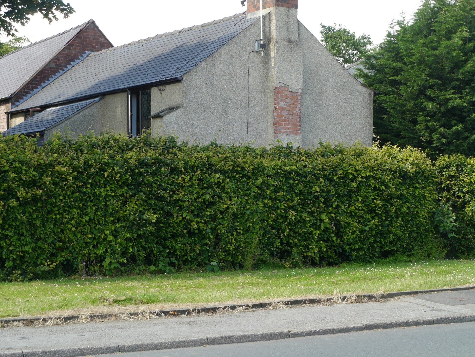 A thick, leafy hedge growing along a roadside boundary in front of a house, standing level with the lower roofline